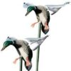 Buy Cabela’s Northern Flight MOJO Outdoors Green-Winged Teal Decoy Combo