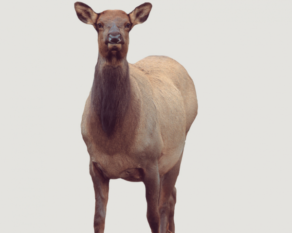 Buy Montana Decoy Inc. Cow Elk Collapsible Decoy Combo – Eichler Elk